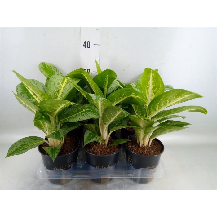 <h4>Aglaonema  'Lemon Mint'</h4>