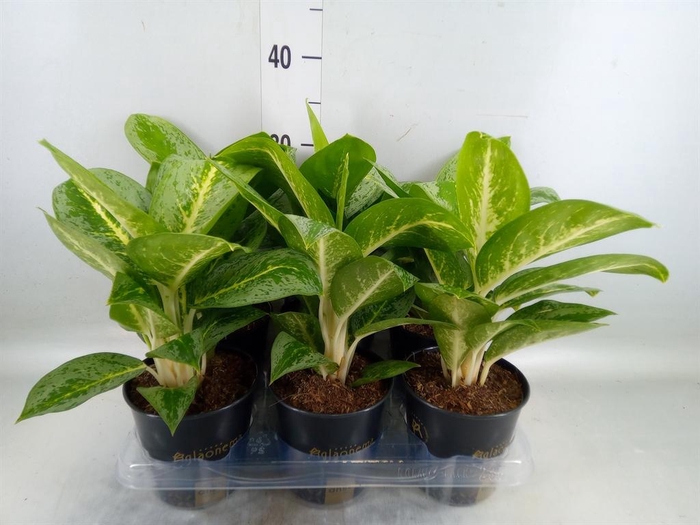 <h4>Aglaonema  'Lemon Mint'</h4>