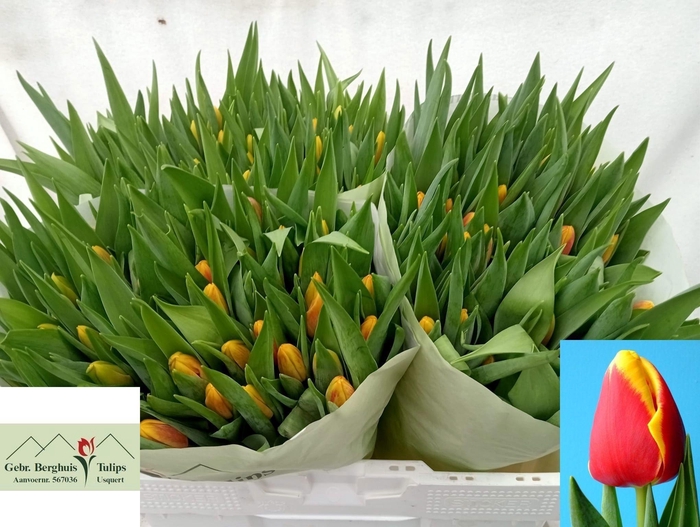 <h4>TU EN DENMARK</h4>