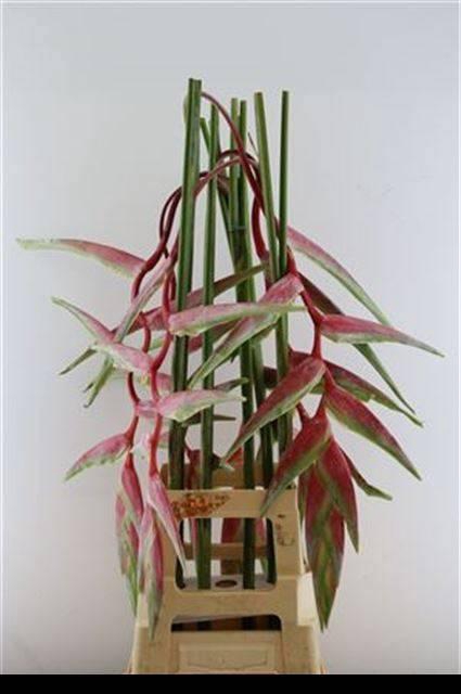 <h4>HELIC CHA SEXY PINK</h4>