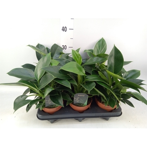 Philodendron  'Green Princess'