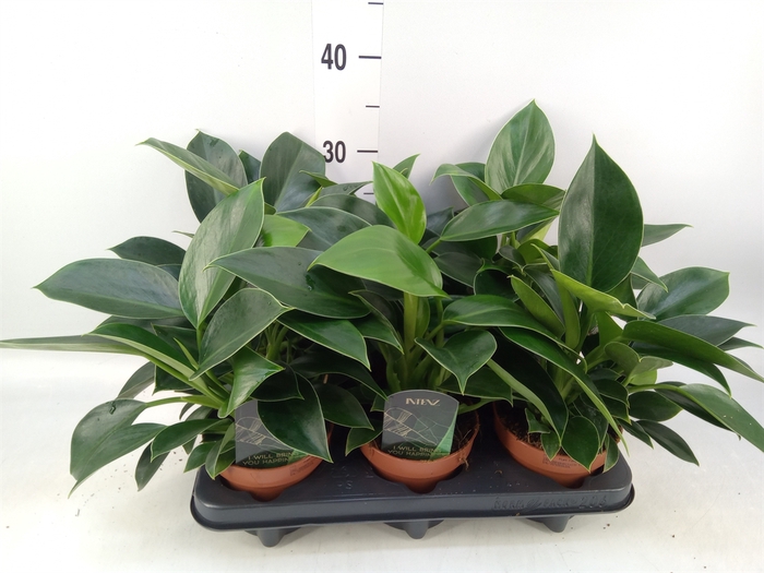 <h4>Philodendron  'Green Princess'</h4>