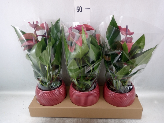 <h4>Anthurium andr. 'Pure Purple'</h4>