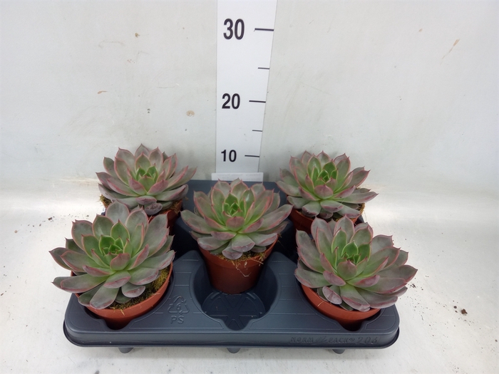 <h4>Echeveria  'Rosetta Morango'</h4>