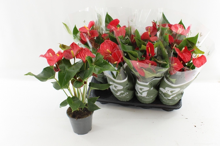 <h4>ANTHU AN CASPARO</h4>