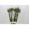 Allium Art