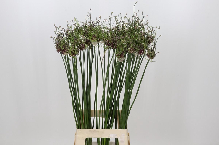 <h4>Allium Art</h4>