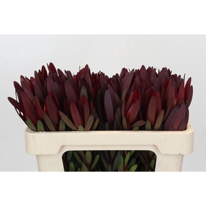 Leucadendron Saf Sunset Dark Red