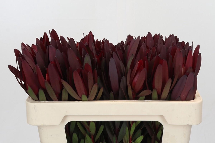 <h4>Leucadendron Saf Sunset Dark Red</h4>