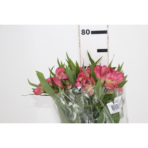 ALSTROEMERIA ALYNA 080 CM