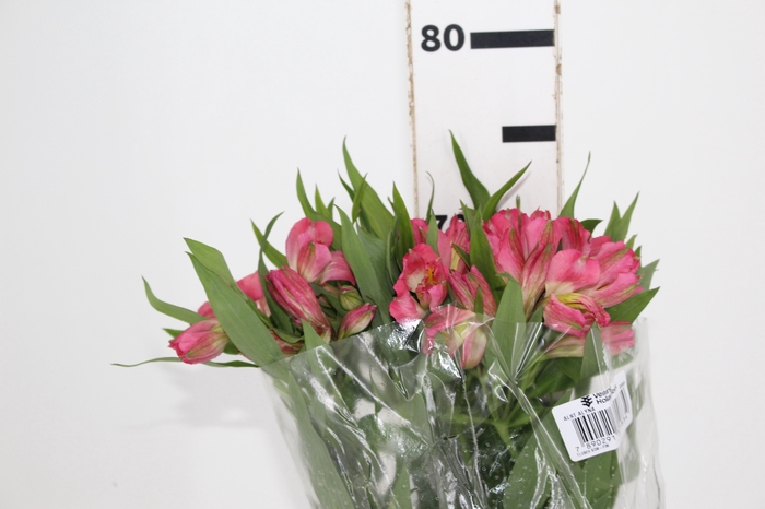 ALSTROEMERIA ALYNA 080 CM