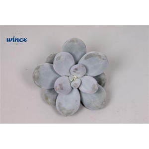 Pachyphytum Oviferum Cutflower