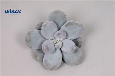 <h4>Pachyphytum Oviferum Cutflower</h4>