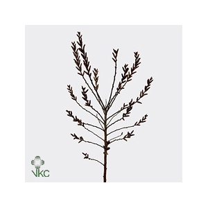 Myrica Gale (gagel) P Stem