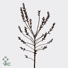 <h4>Myrica Gale (gagel) P Tak</h4>