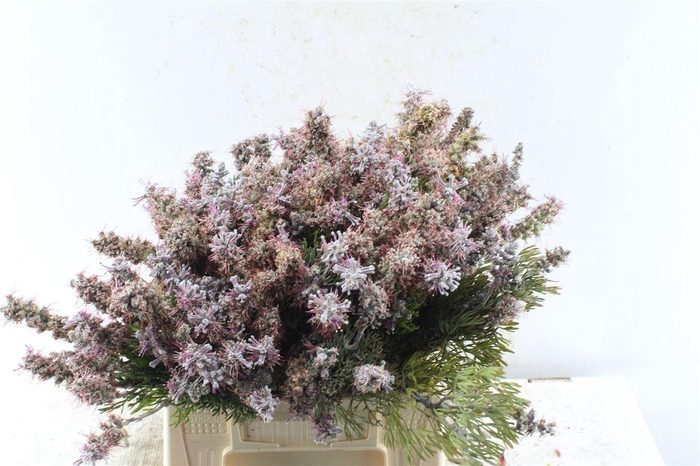 <h4>Kaaps Paranomus Dispersus</h4>