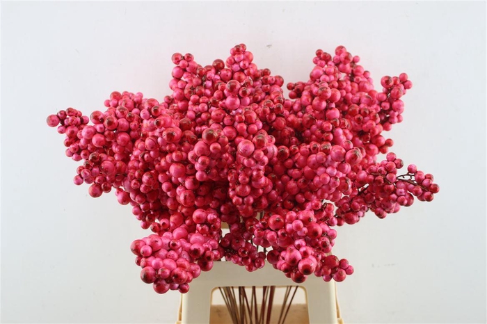 <h4>Berries Big Bordeaux</h4>