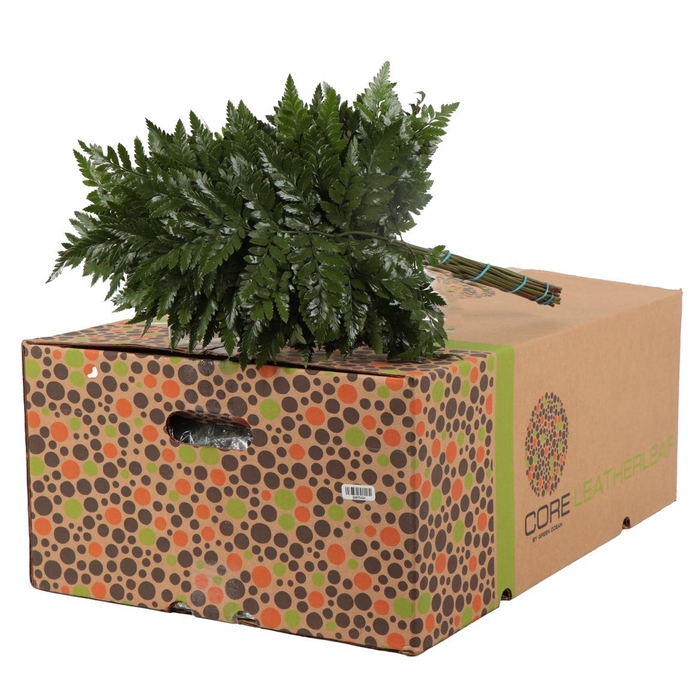 <h4>Lederv. Medium</h4>