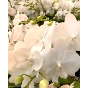 Phalaenopsis White Lips