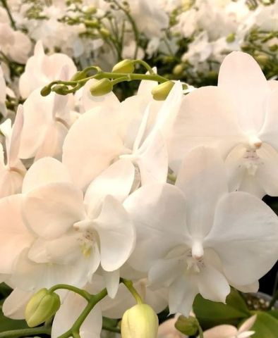 <h4>Phalaenopsis White Lips</h4>