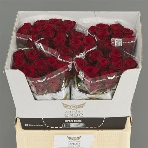 <h4>Rosa large red naomi!</h4>