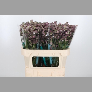 Astrantia Star Of Africa