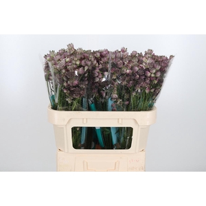 Astrantia Star Of Africa