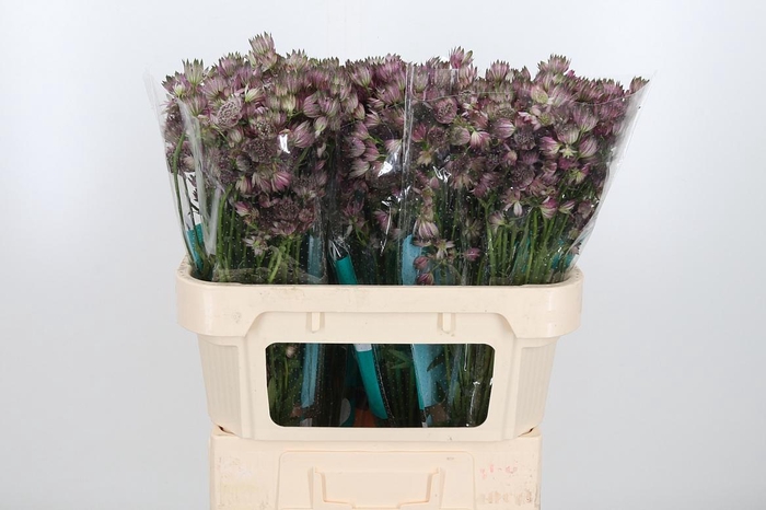 <h4>Astrantia Star Of Africa</h4>