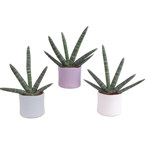 Sansevieria Cylindrica Handshake in Ø13cm Ceramic SE570