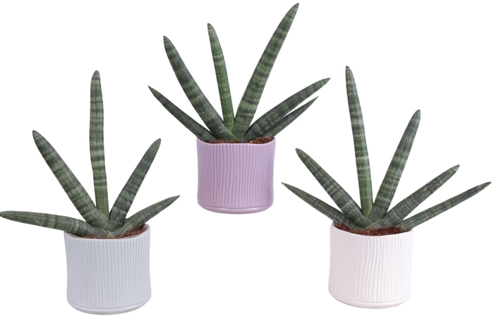 <h4>Sansevieria Cylindrica Handshake in Ø13cm Ceramic SE570</h4>