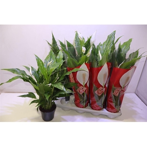 arr8 Spath Sweet Chico