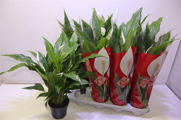 <h4>arr8 Spath Sweet Chico</h4>