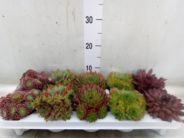 <h4>Sempervivum   ...</h4>