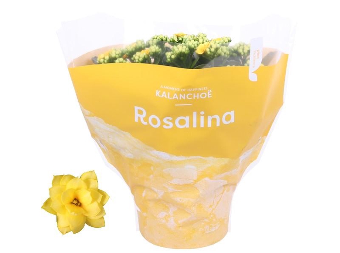 <h4>Kalanchoe Rosalina geel Tst, Amarillo, beperkt leverbaar</h4>