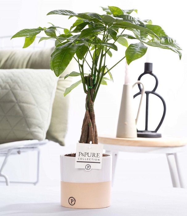 <h4>Pachira Aquatica in P&PURE ceramics Rosy</h4>