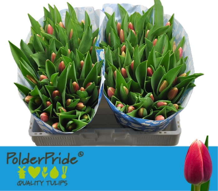 <h4>TU EN OUTFIT</h4>