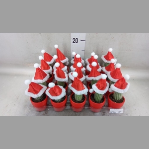 Cactus   ...decorated