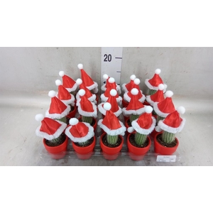 Cactus   ...decorated