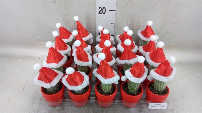 <h4>Cactus   ...decorated</h4>