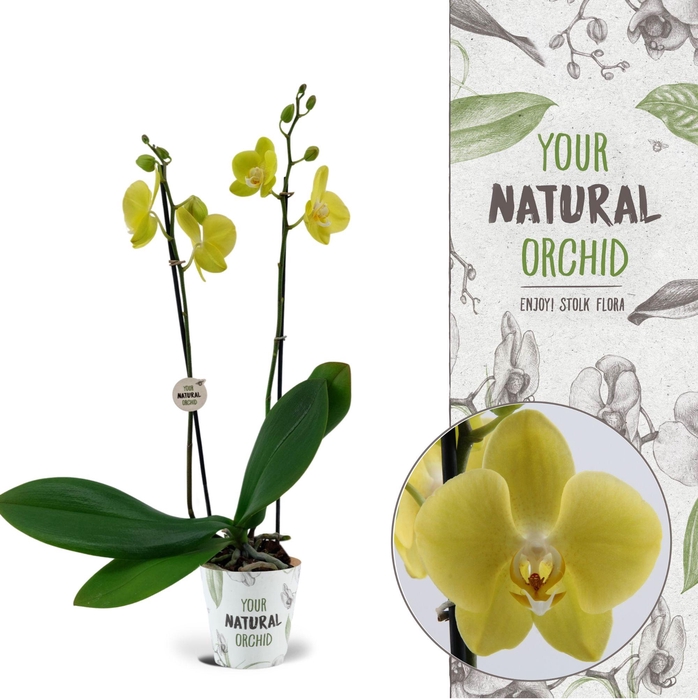 <h4>Your Natural Orchid | Savona | Phalaenopsis 2 spike</h4>