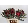 Protea Barbigera Ruby Princess Air