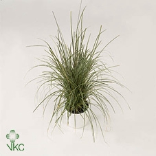 Carex brunnea 'Variegata'