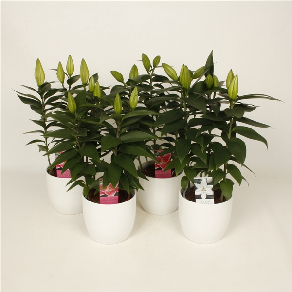 <h4>Lilium oriëntal mix 'wit keramiek' (or. lelie)</h4>