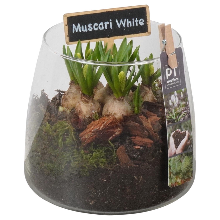 <h4>Arr.  Muscari L%</h4>