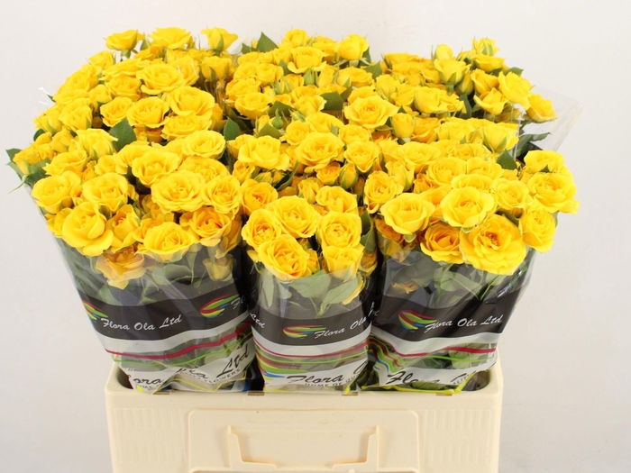 <h4>R TR YELLOW BABE</h4>