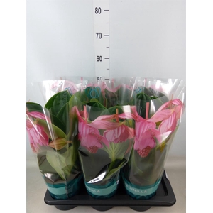 Medinilla magn. 'Flamenco'