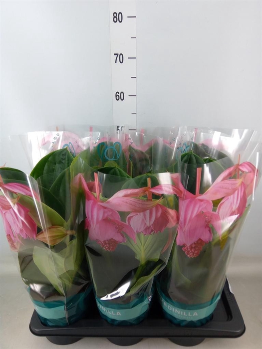 <h4>Medinilla magn. 'Flamenco'</h4>