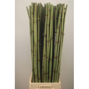 POLYGONUM OVERIG PERSICARIA*