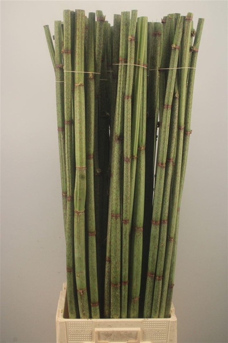 <h4>POLYGONUM OVERIG PERSICARIA*</h4>