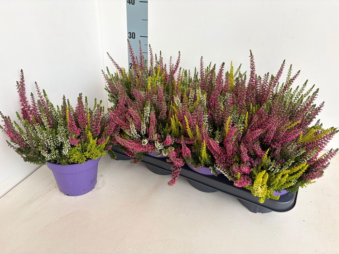 CALLU BL GEM PT 3KL